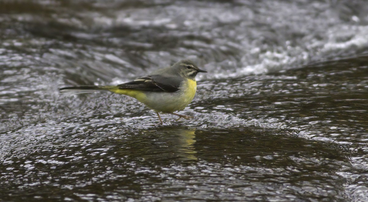 Gray Wagtail - Andy Benson