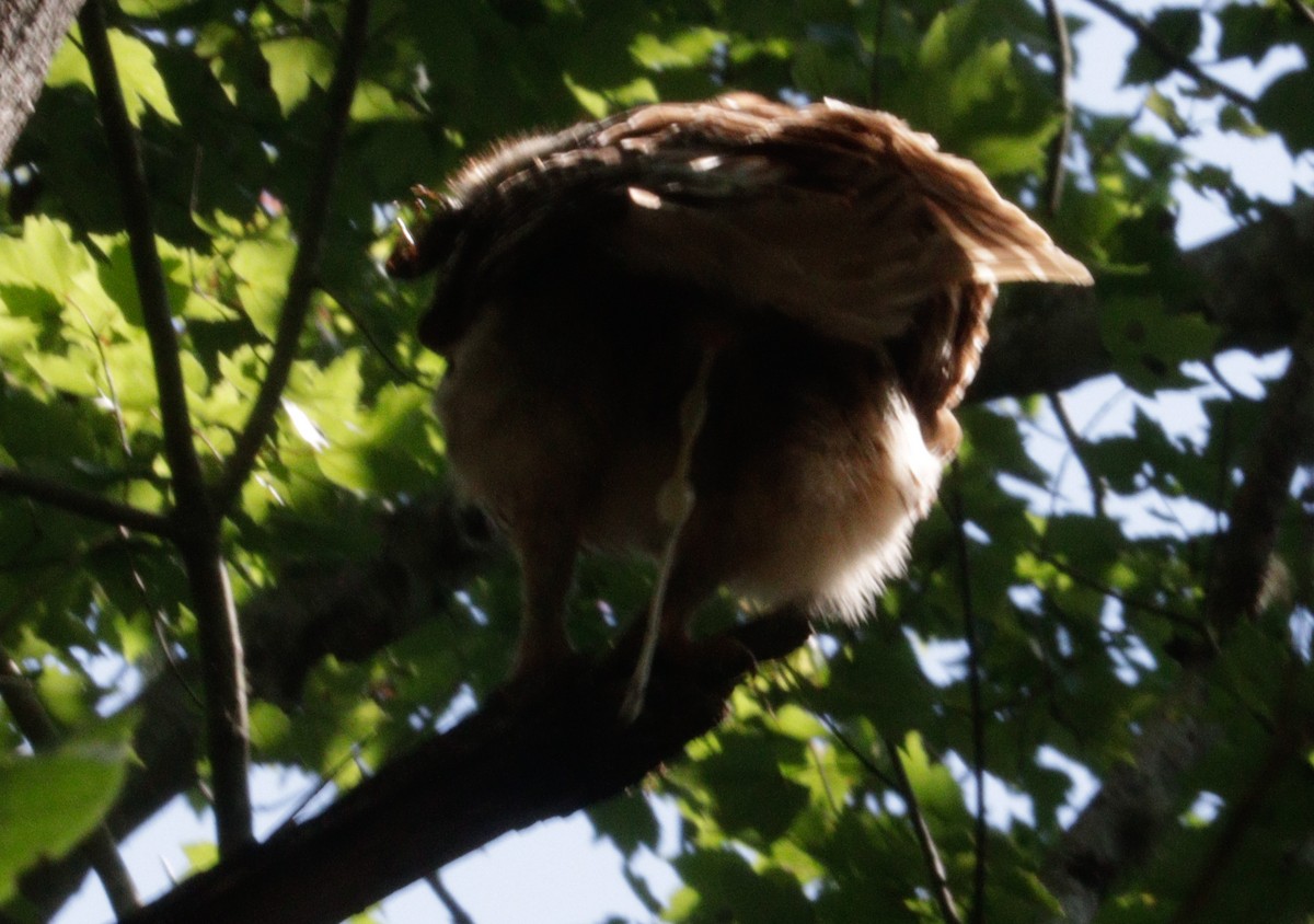 Barred Owl - ML618072065