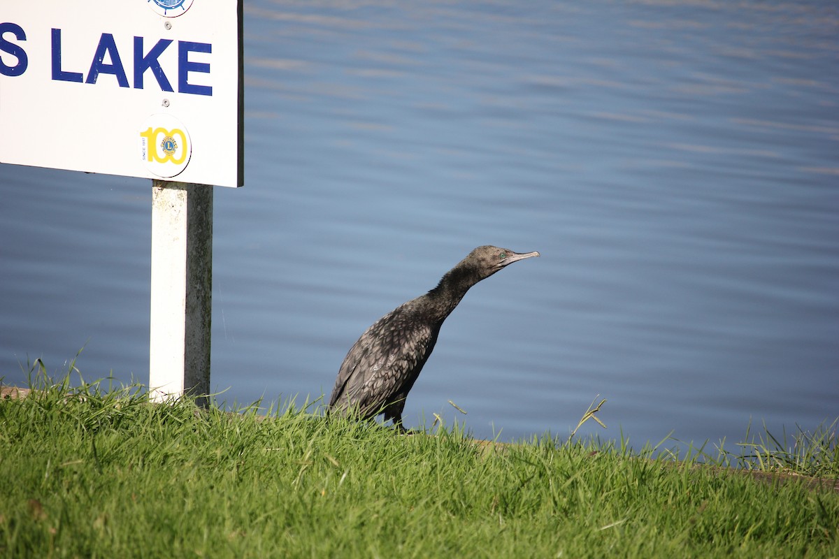 Little Black Cormorant - ML618072070