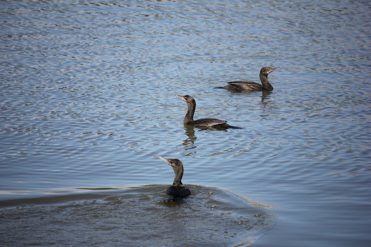 Little Black Cormorant - Darron Gedge