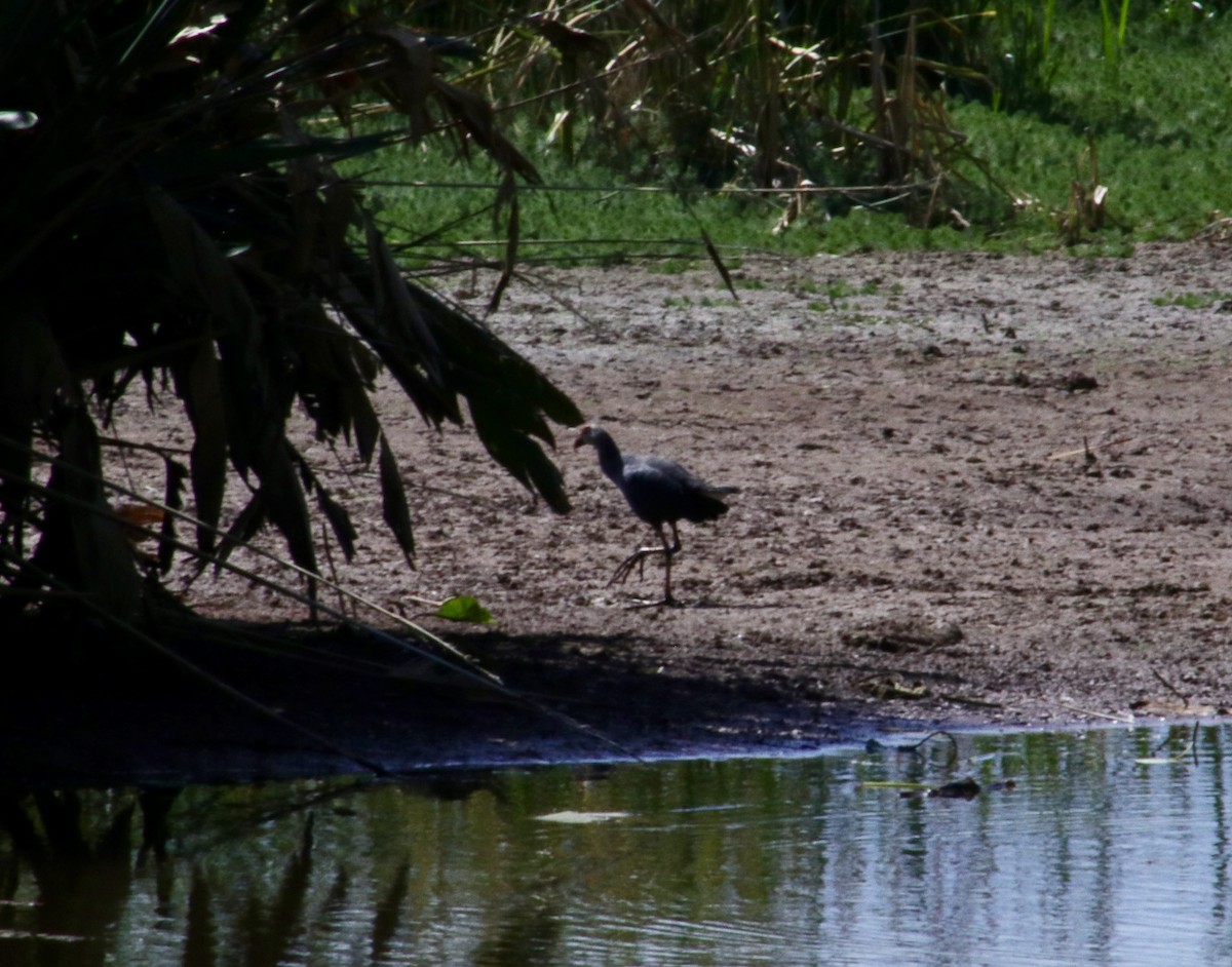 Gray-headed Swamphen - ML618072085