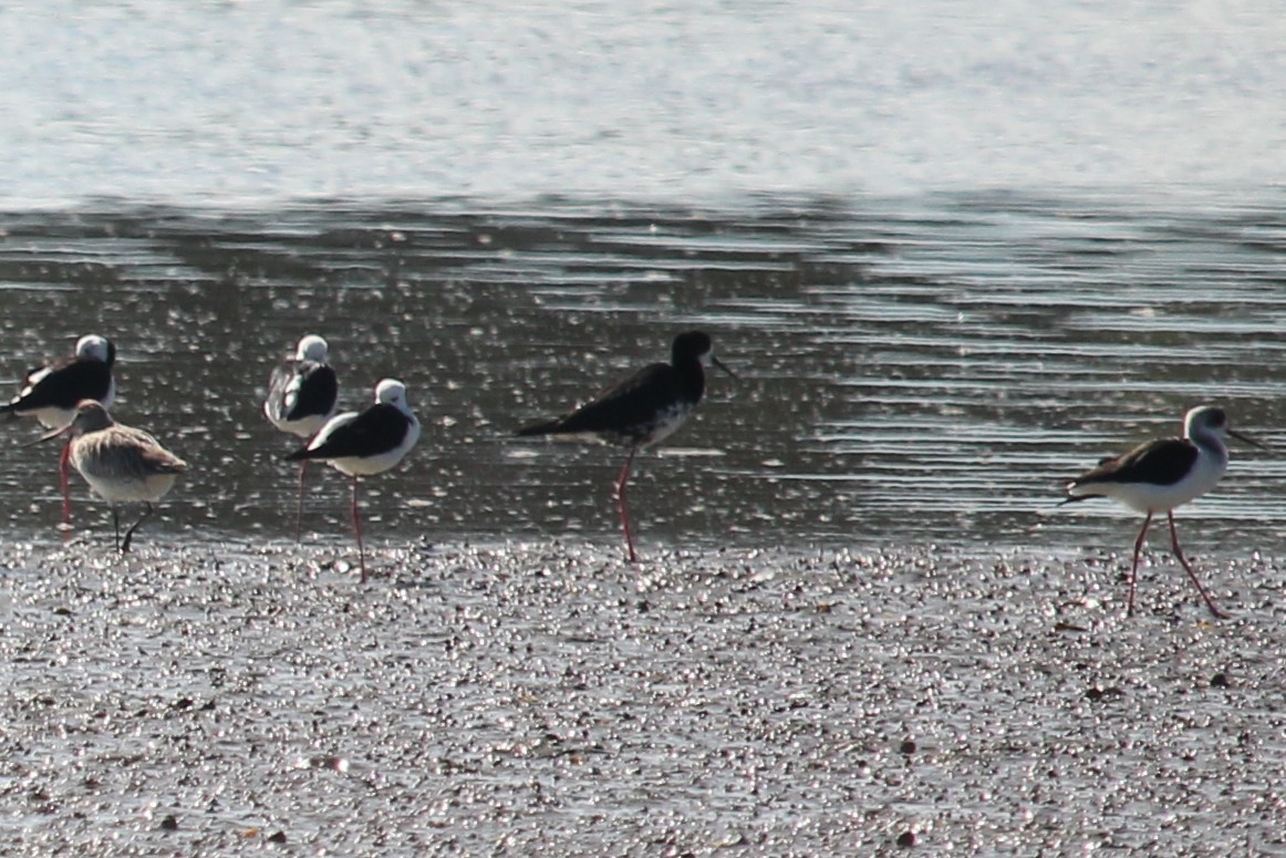 Pied x Black Stilt (hybrid) - ML618072100