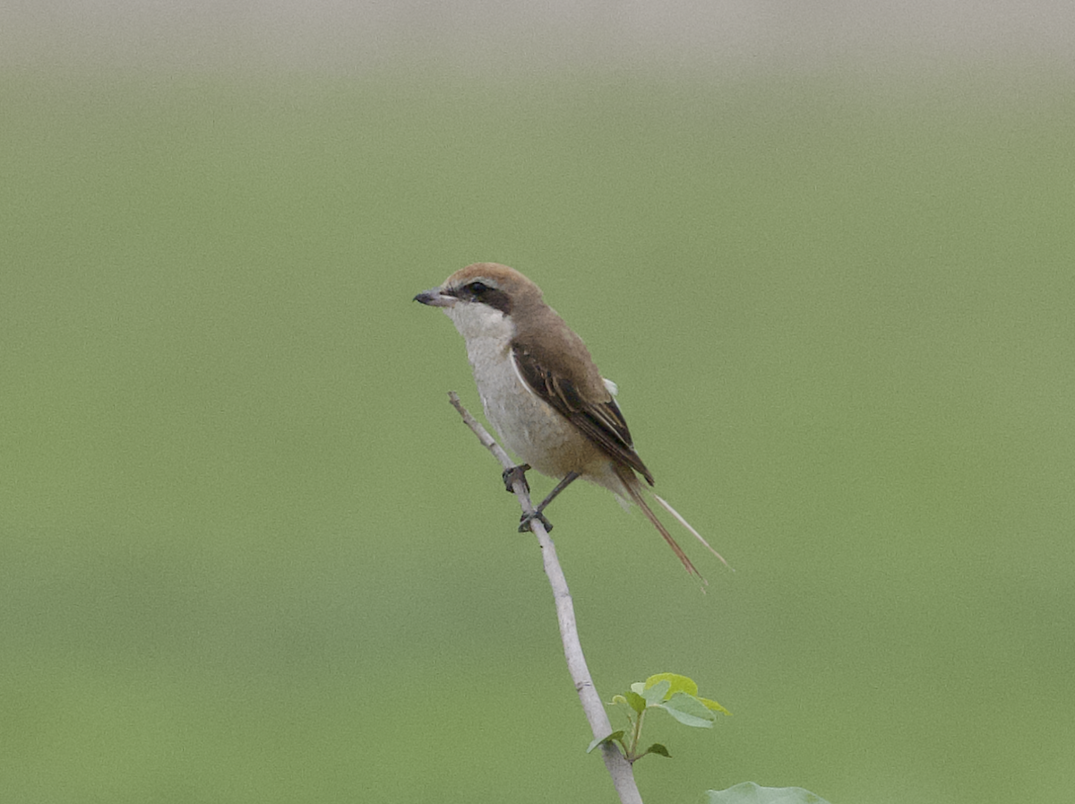 Brown Shrike - ML618072102