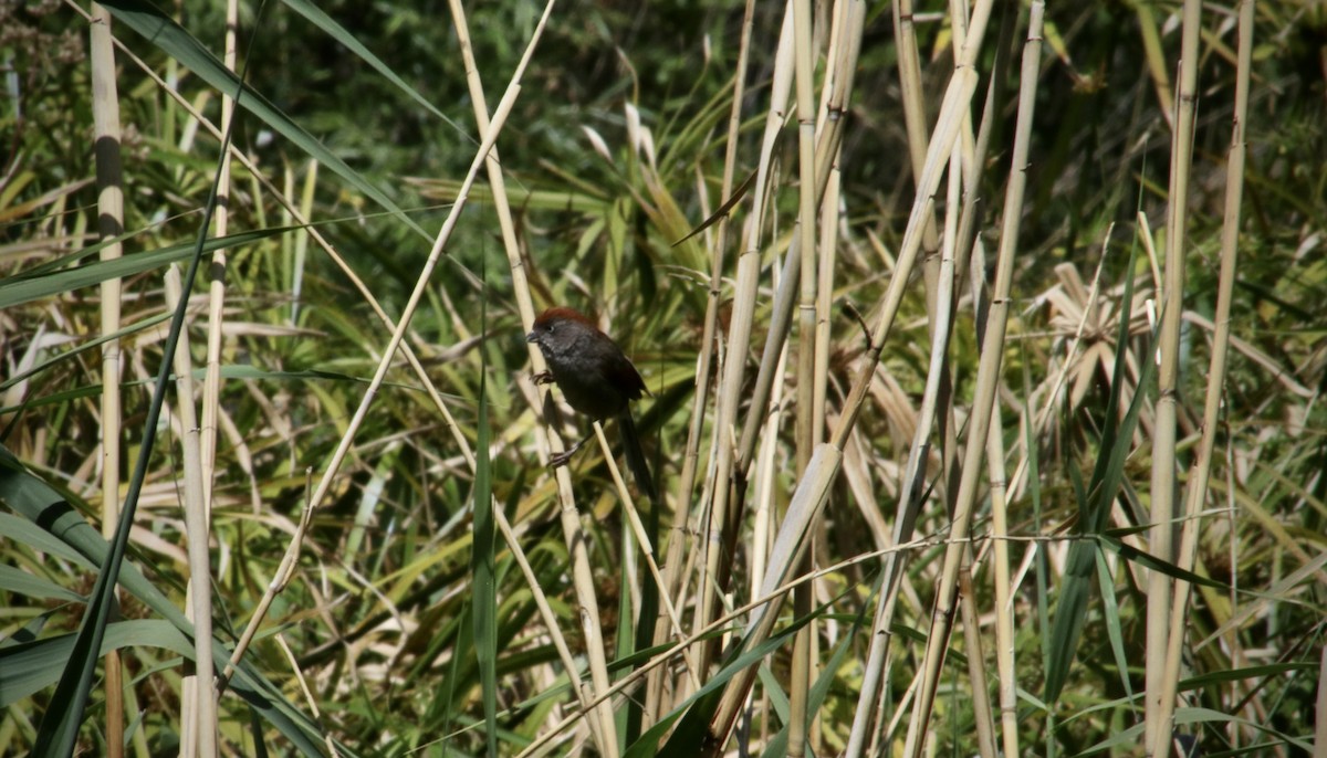 Ashy-throated Parrotbill - ML618072119