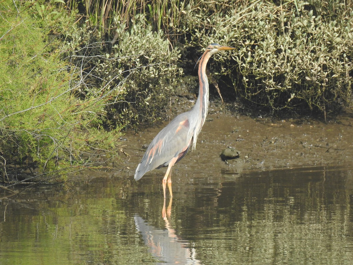 Purple Heron - ML618072121