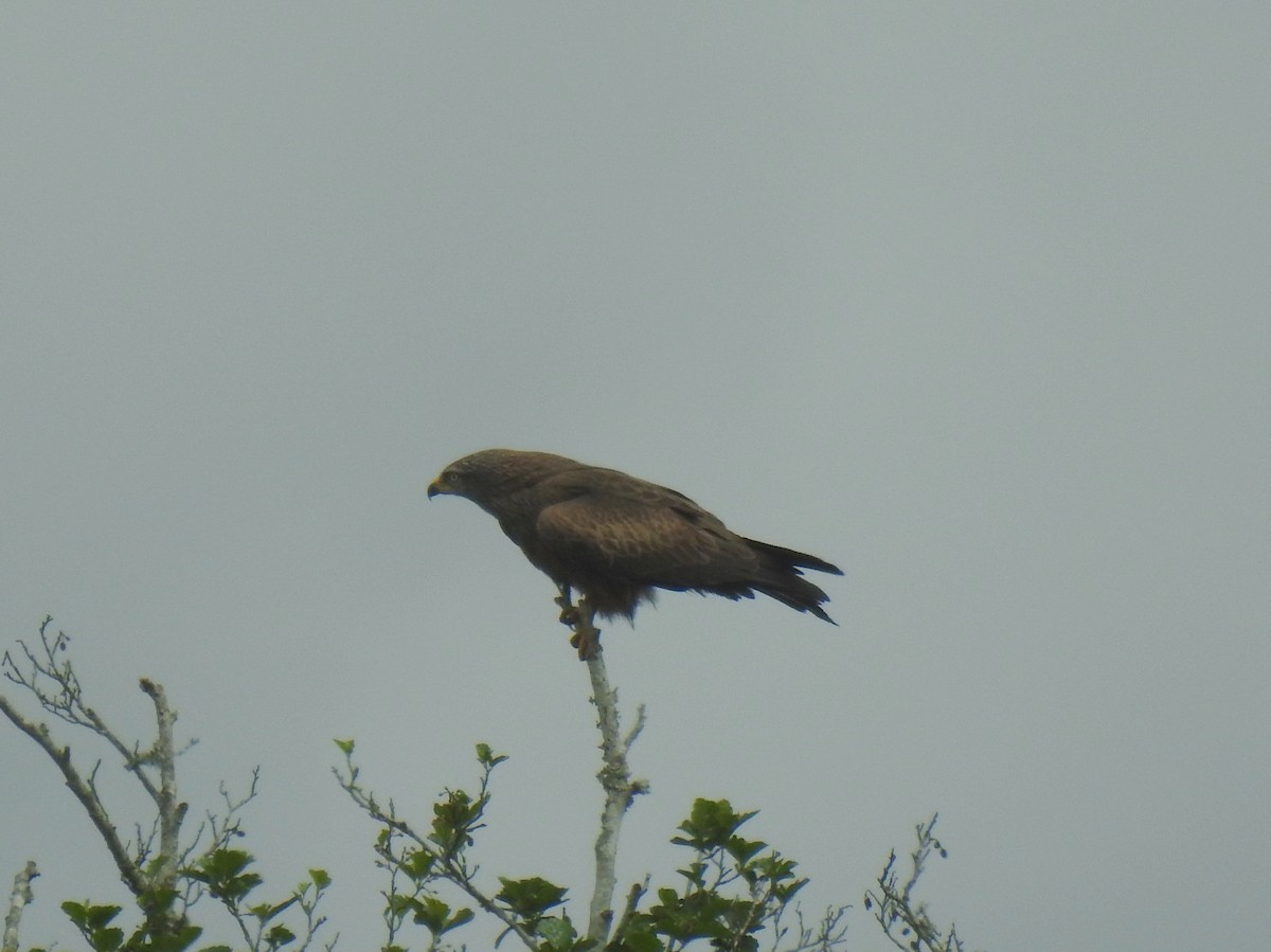 Black Kite - ML618072125