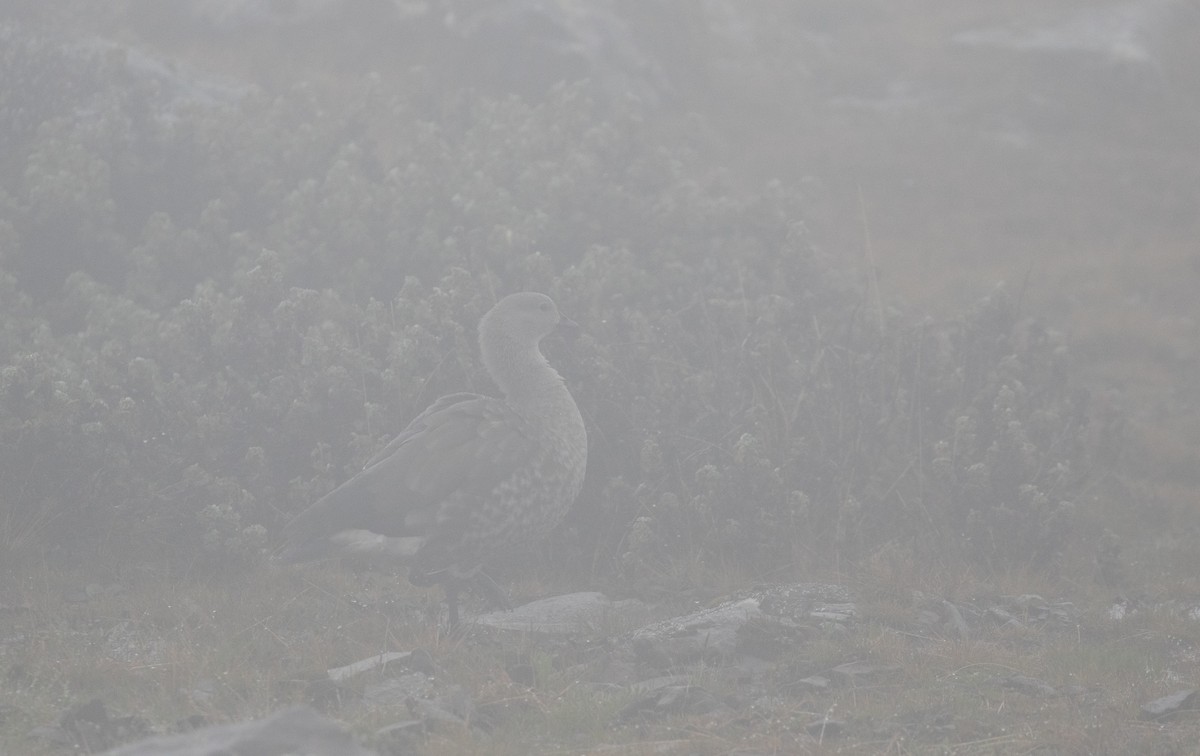 Blue-winged Goose - simon walkley