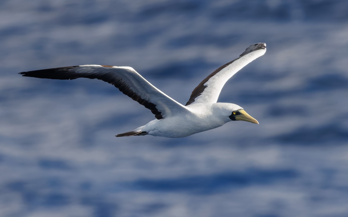 Masked Booby - Mike Edgecombe