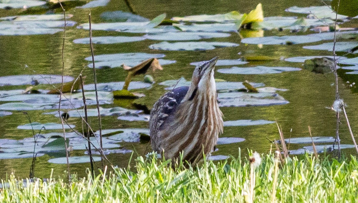 American Bittern - ML618072180