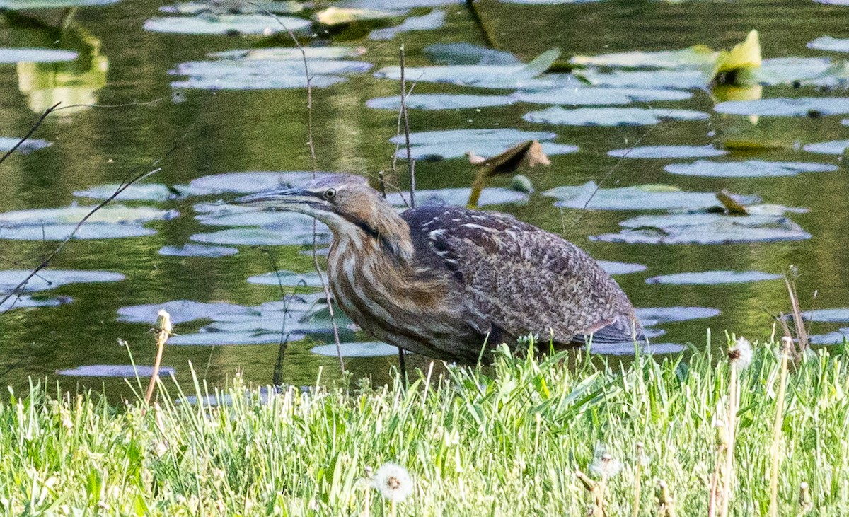 American Bittern - ML618072182