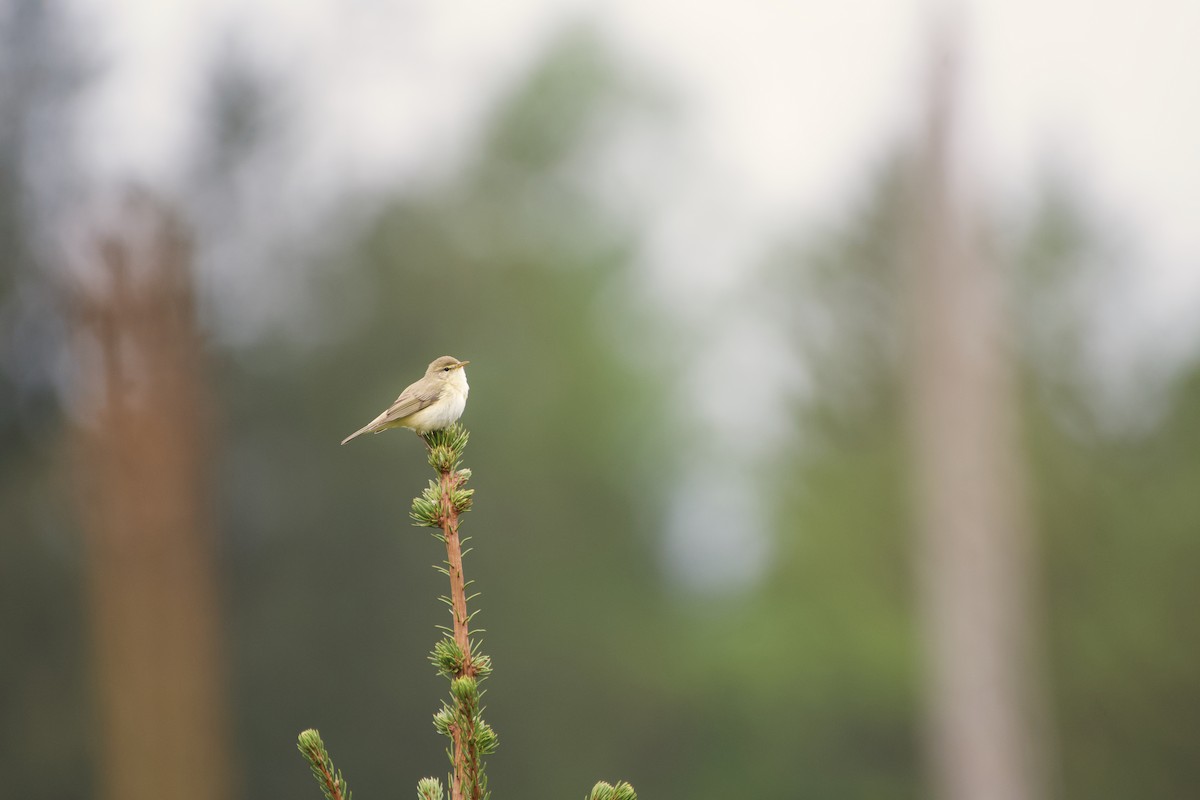 Willow Warbler - ML618072185