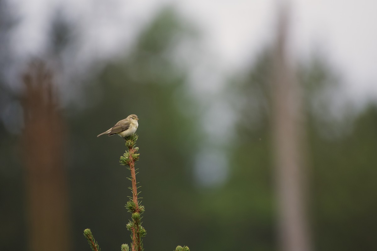 Willow Warbler - ML618072186