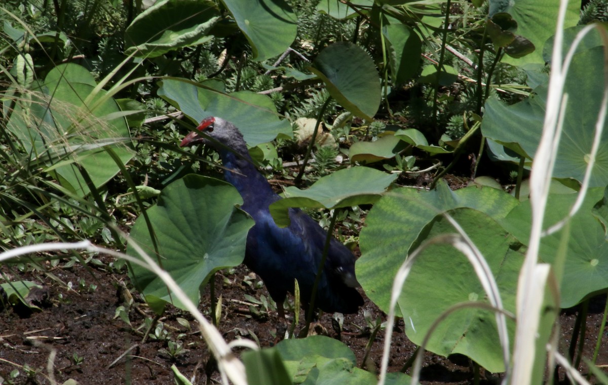 Gray-headed Swamphen - ML618072194