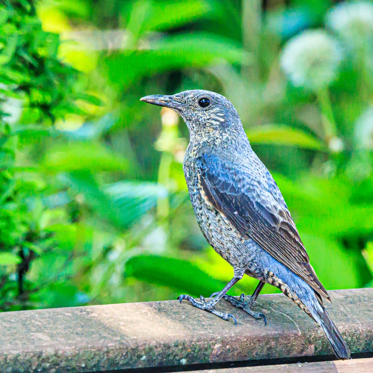 Blue Rock-Thrush - Masaharu Inada