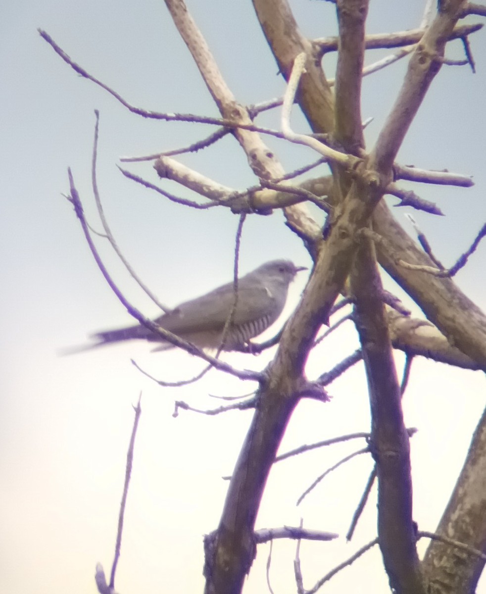 Common Cuckoo - ML618072206