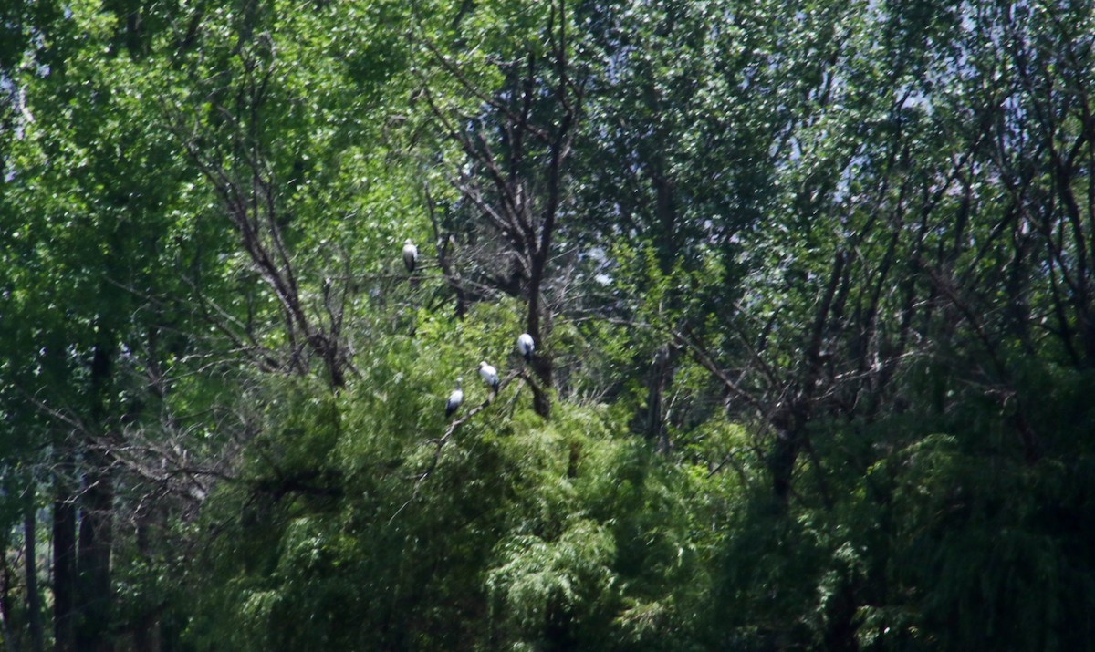 Asian Openbill - ML618072208