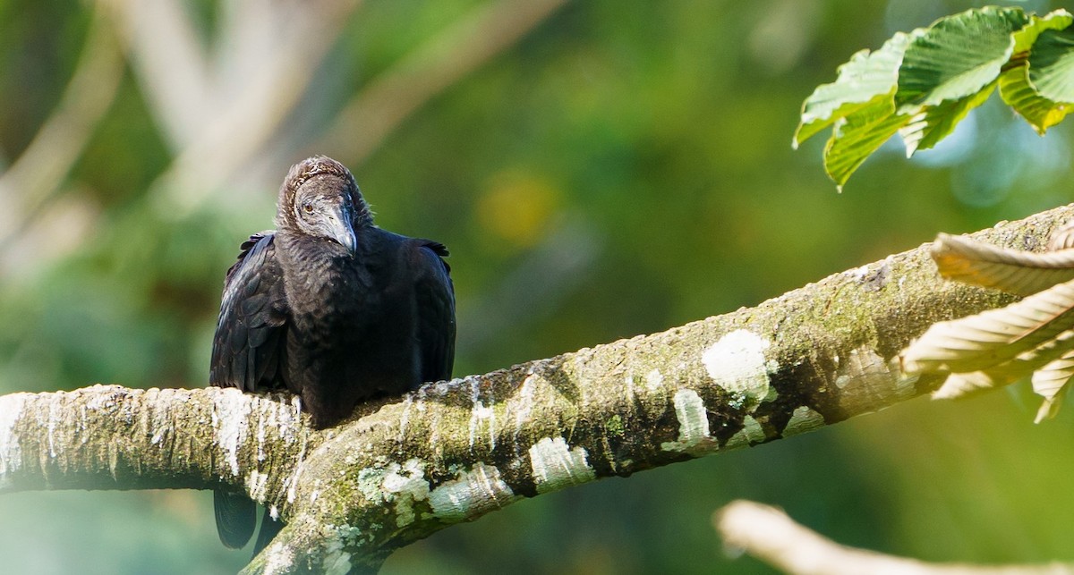 Black Vulture - ML618072209