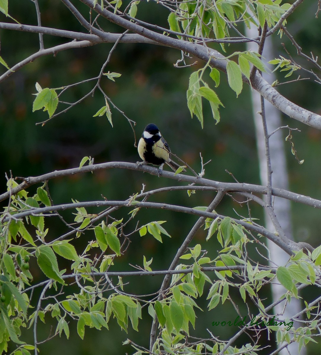 Mésange charbonnière - ML618072227