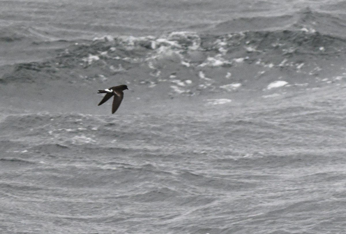 Wilson's Storm-Petrel (Fuegian) - Paul Dufour