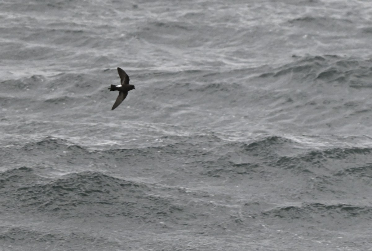 Wilson's Storm-Petrel (Fuegian) - Paul Dufour