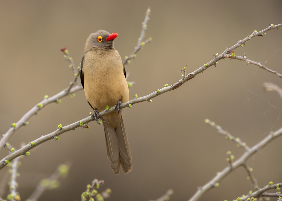 Red-billed Oxpecker - Heyn de Kock