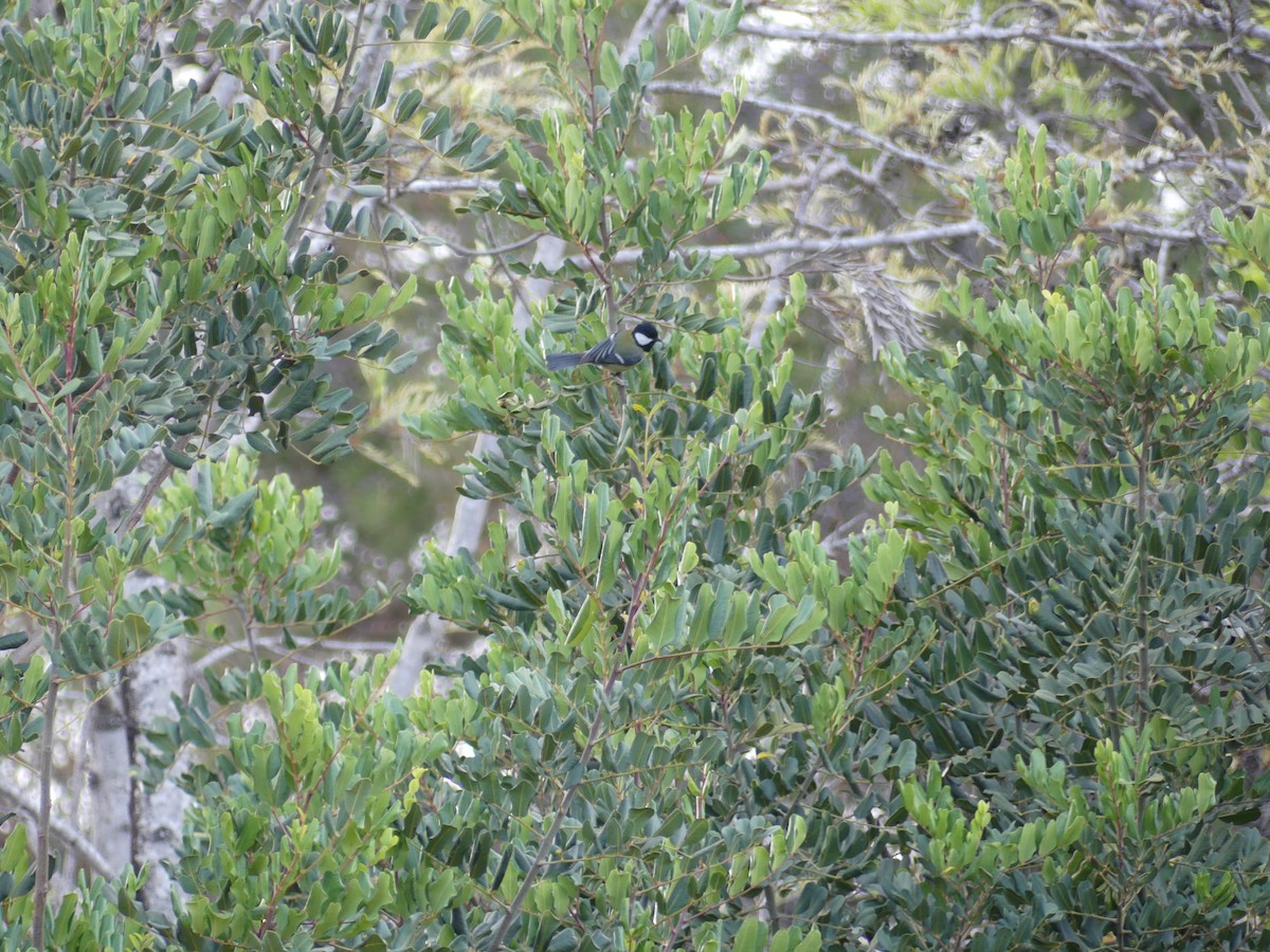 Mésange charbonnière - ML618072240