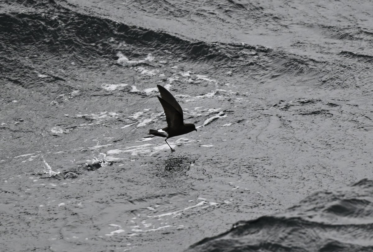 Wilson's Storm-Petrel (Fuegian) - ML618072243