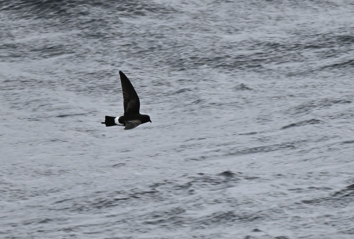 Wilson's Storm-Petrel (Fuegian) - ML618072248