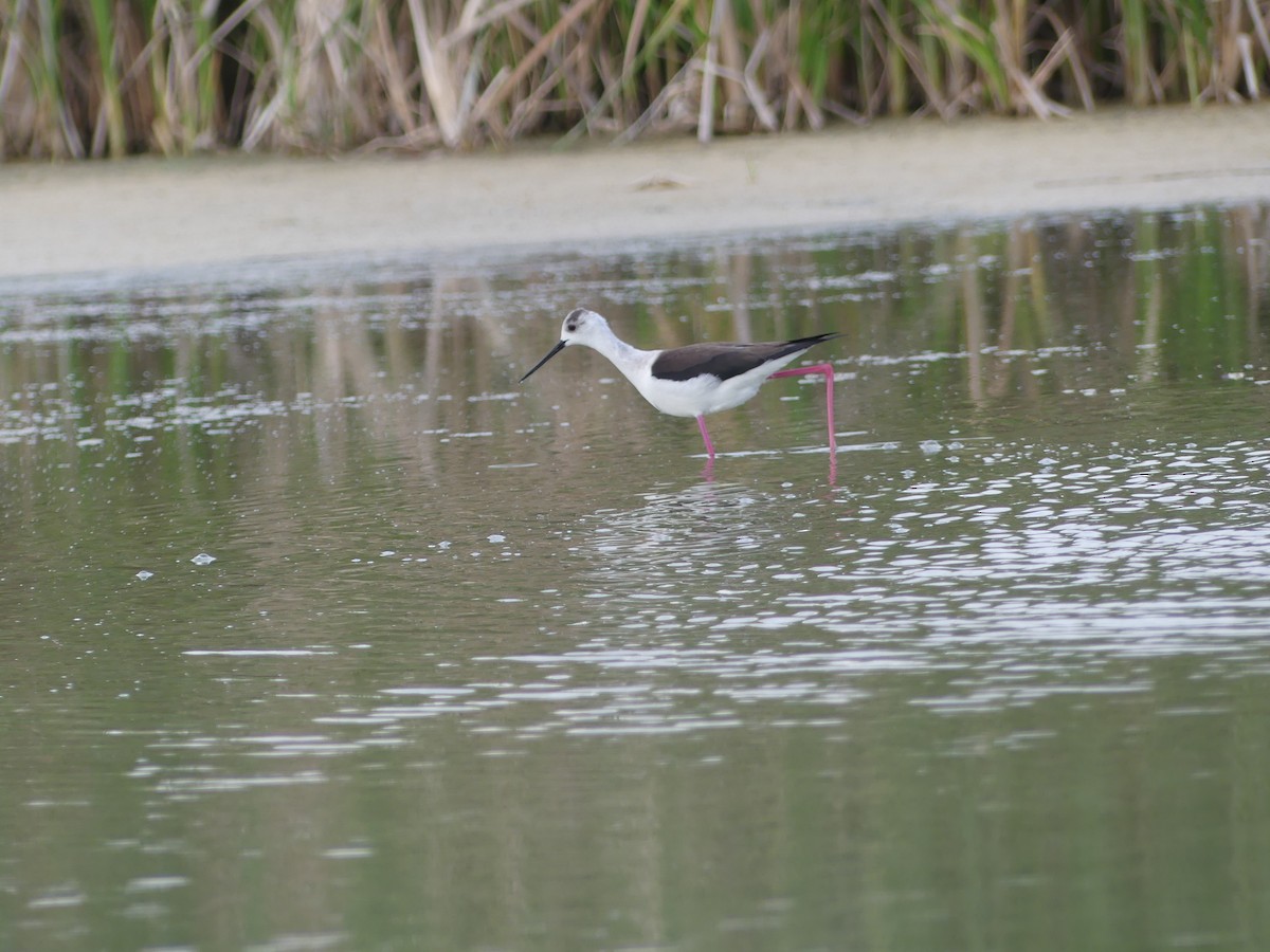 Black-winged Stilt - ML618072249