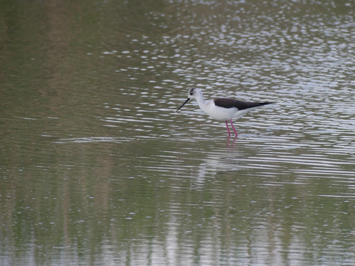 Black-winged Stilt - ML618072250