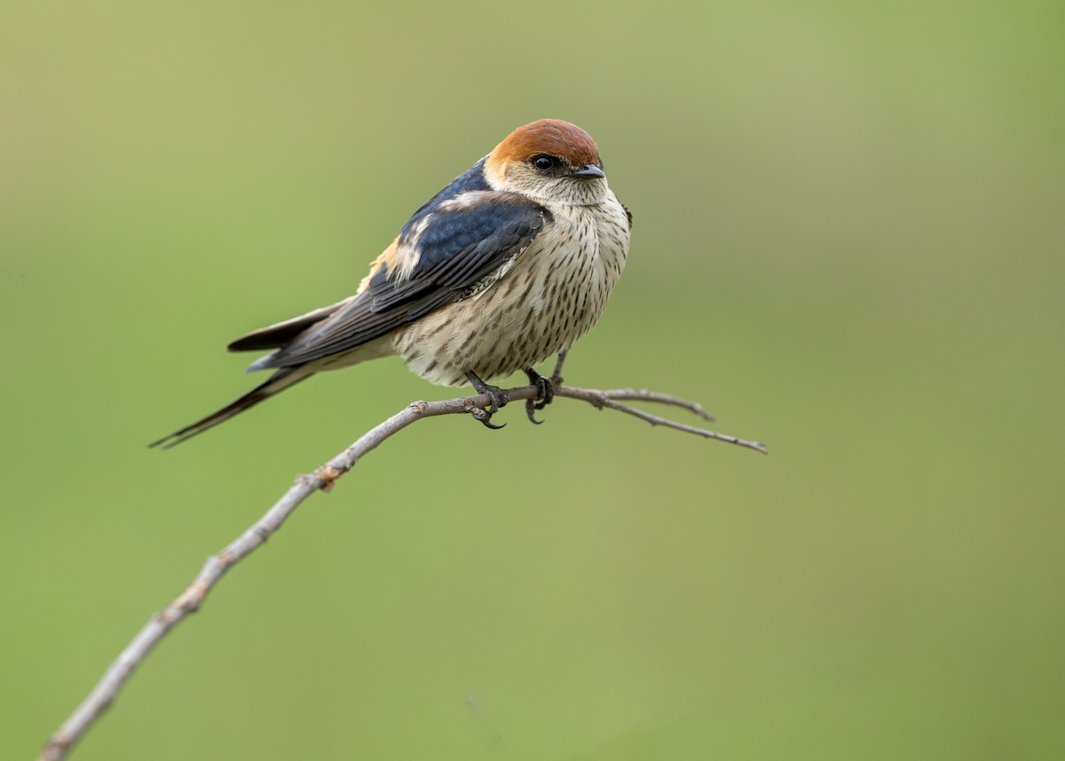 Golondrina Cabecirrufa - ML618072254