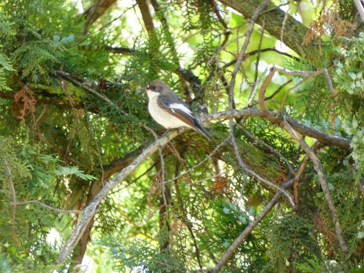 European Pied Flycatcher - ML618072256