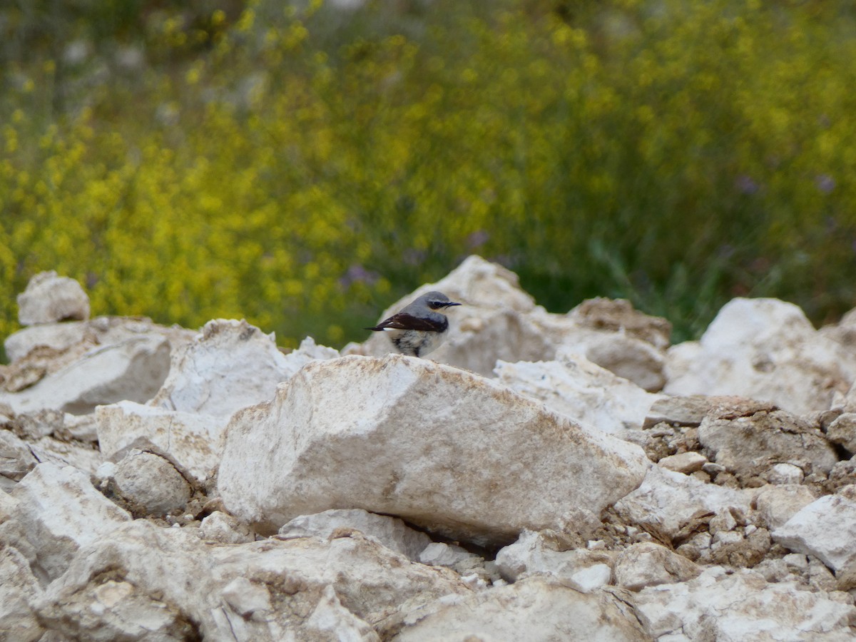 Northern Wheatear - ML618072260