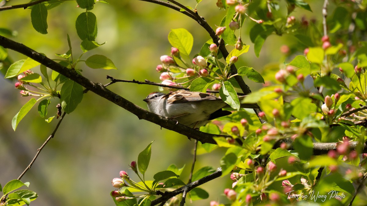 Chipping Sparrow - Tianshuo Wang