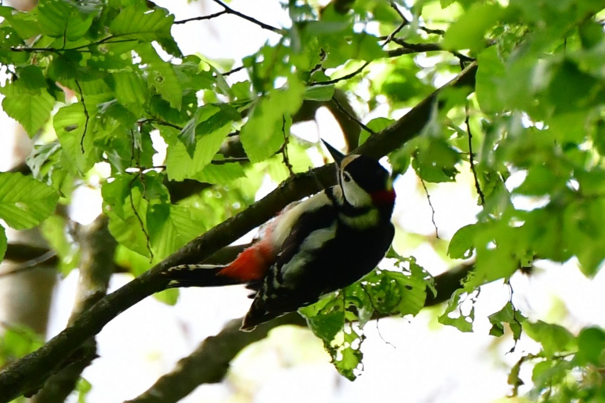 Great Spotted Woodpecker - Raphaël Neukomm