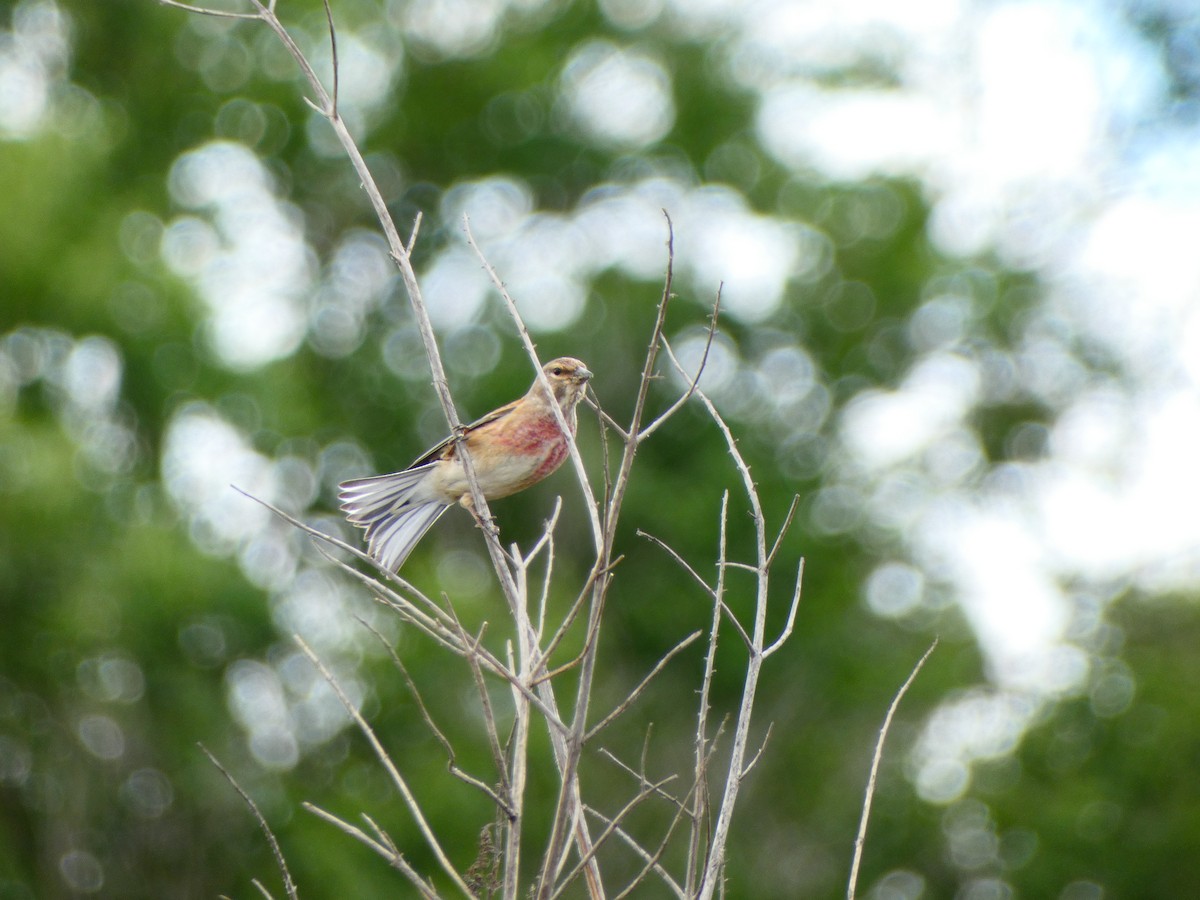 Eurasian Linnet - ML618072271