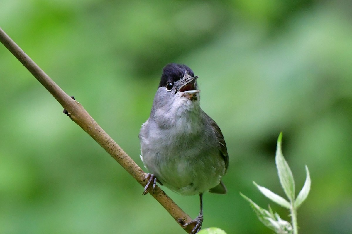 Eurasian Blackcap - Raphaël Neukomm