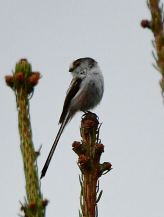 Long-tailed Tit - ML618072278