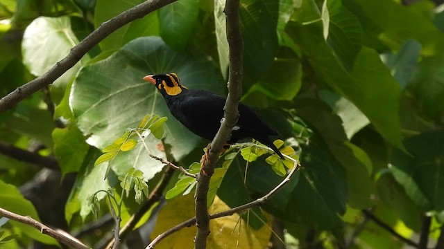 Southern Hill Myna - ML618072285