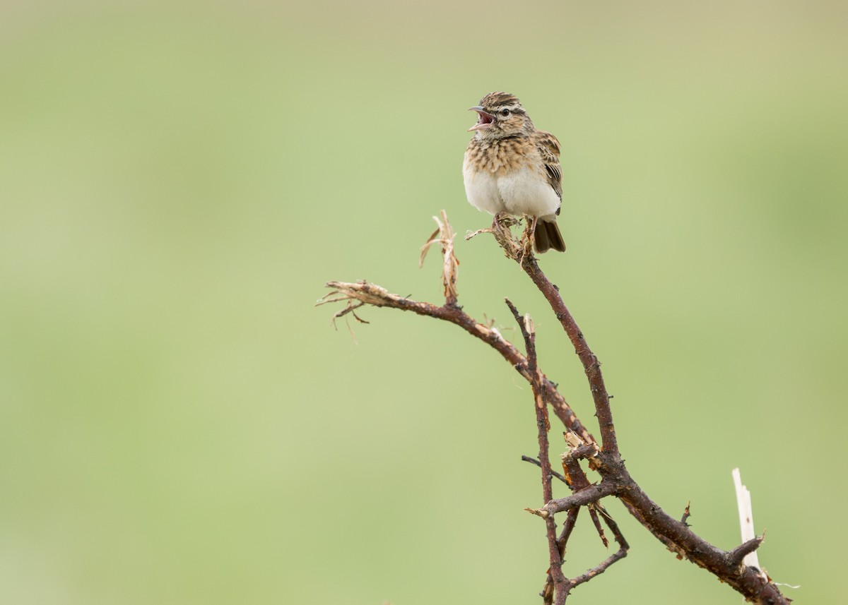 Sabota Lark - Heyn de Kock