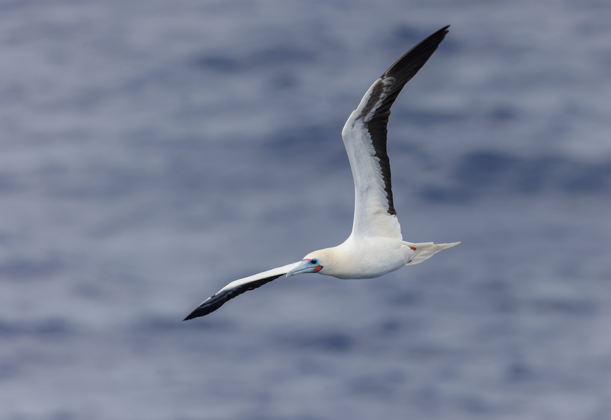 Red-footed Booby - Mike Edgecombe