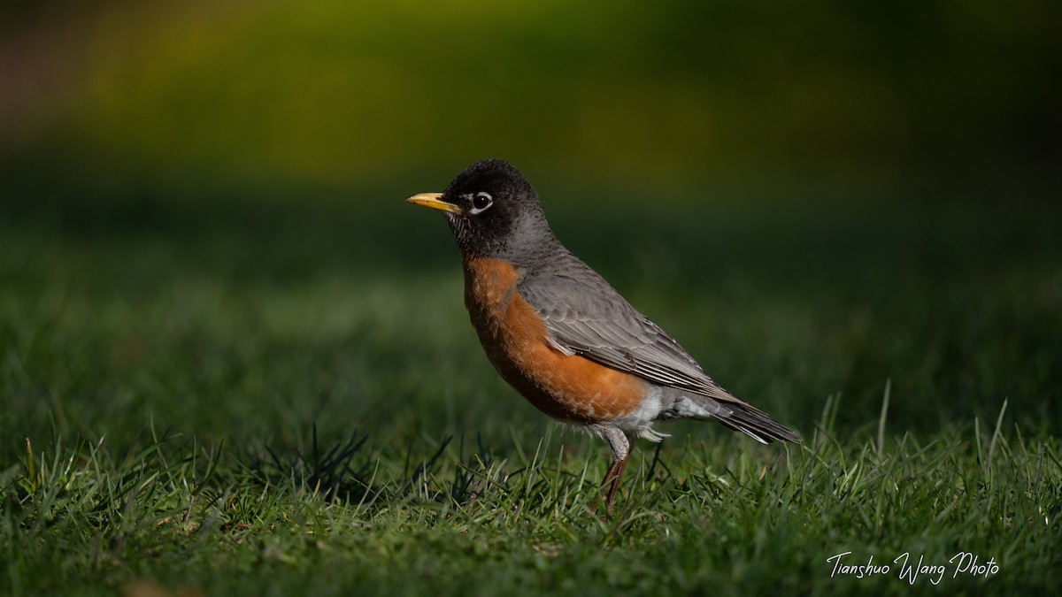 American Robin - Tianshuo Wang