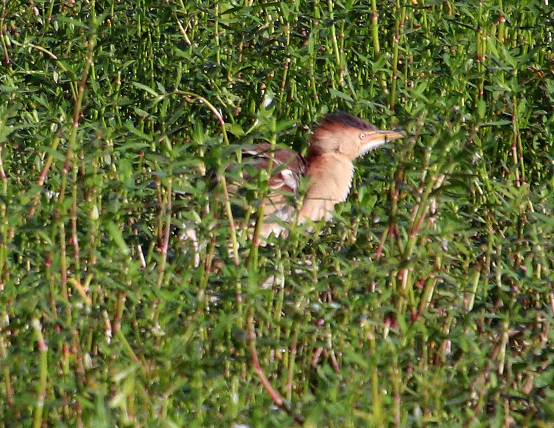 Least Bittern - Pat Mulligan