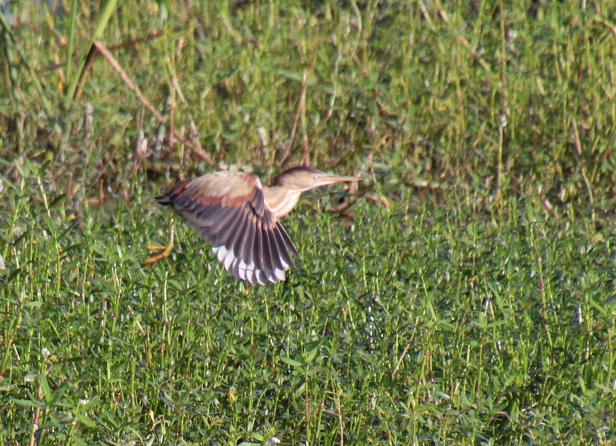 Least Bittern - ML618072309