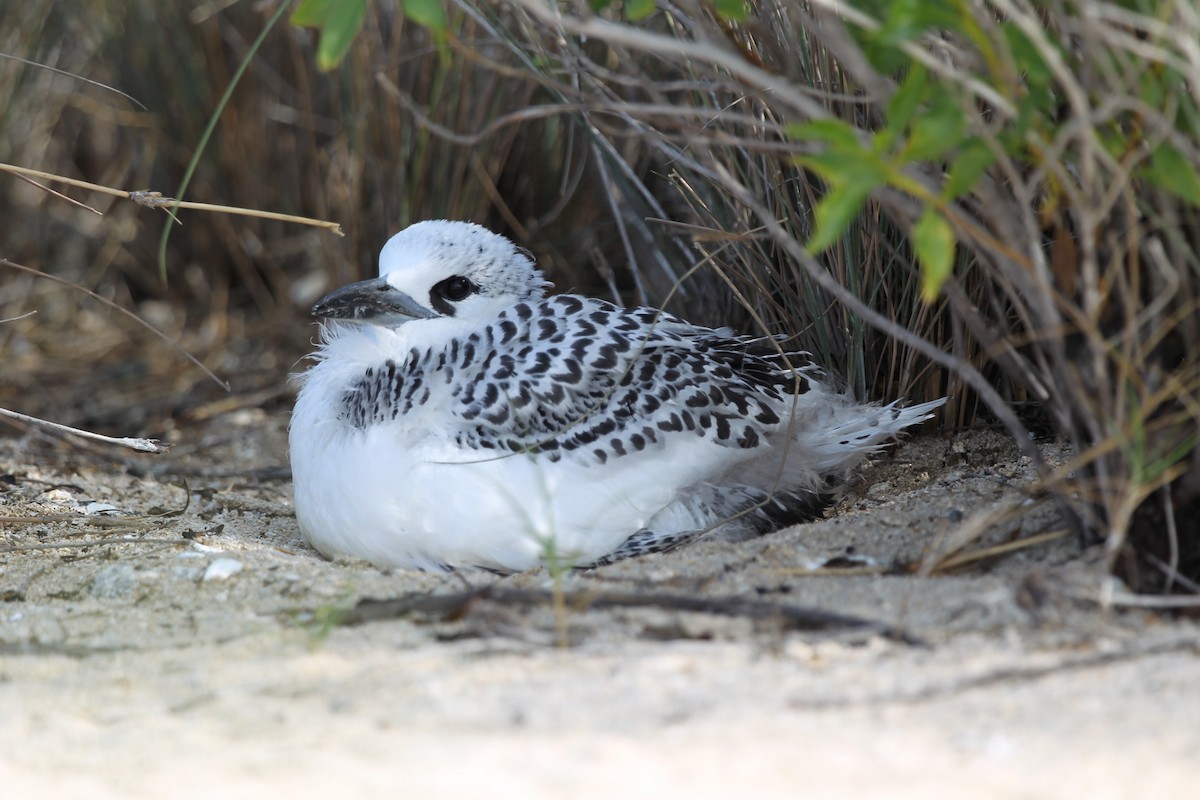 Red-tailed Tropicbird - ML618072312