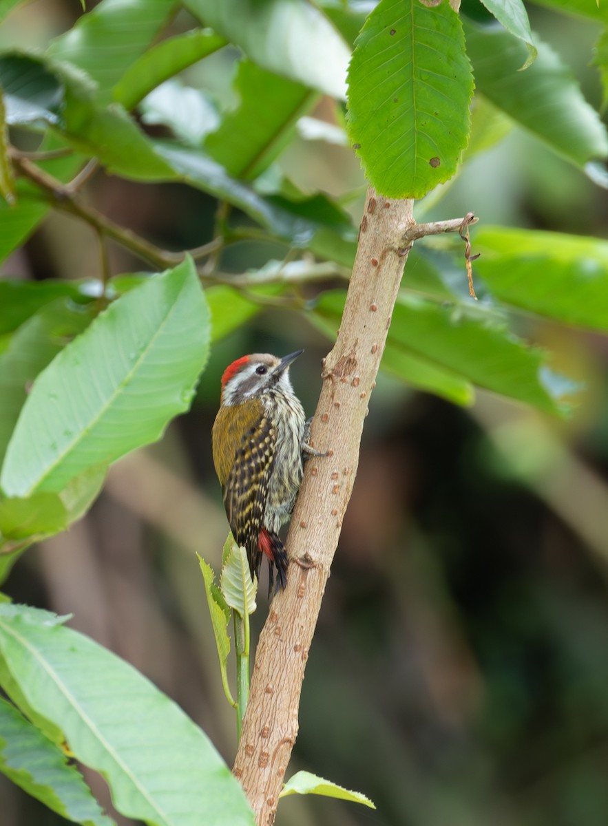 Abyssinian Woodpecker - ML618072334