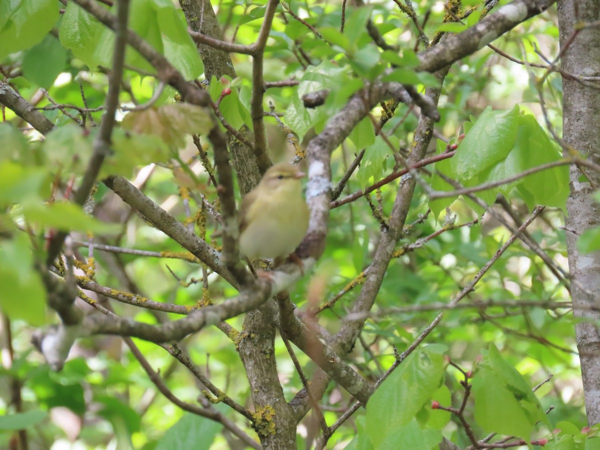 Willow Warbler - ML618072338