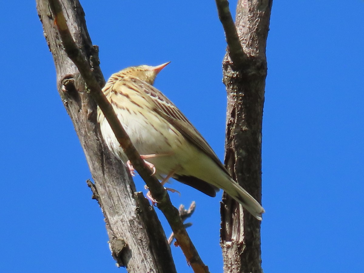 Bisbita Arbóreo - ML618072342