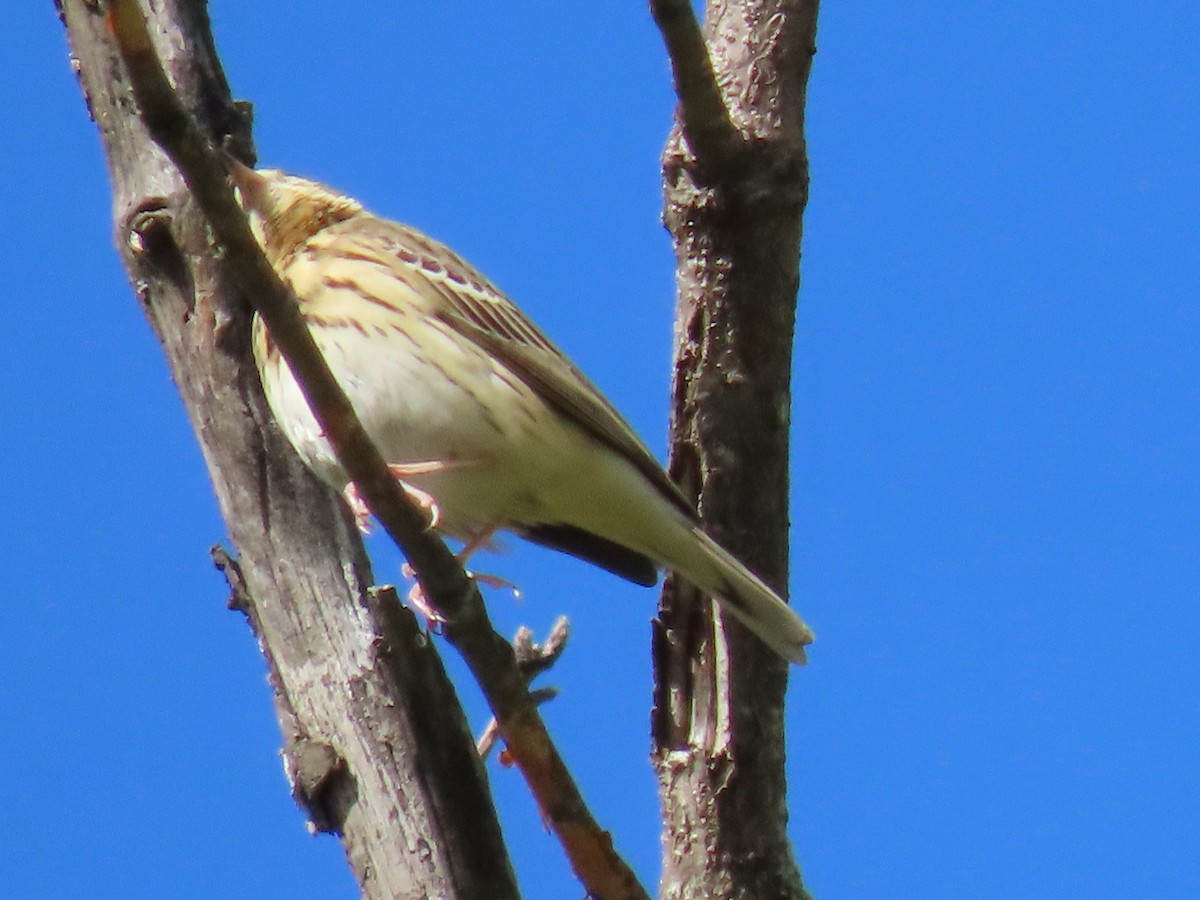 Tree Pipit - Thomas Brooks