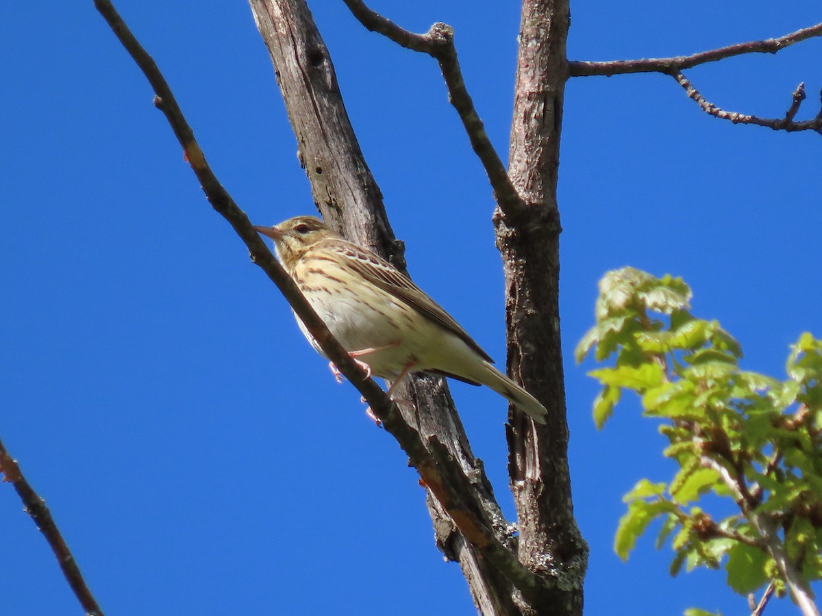 Tree Pipit - ML618072346